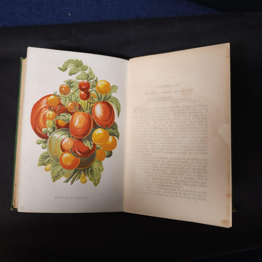 Amateurs Kitchen Garden by Shirley Hibberd