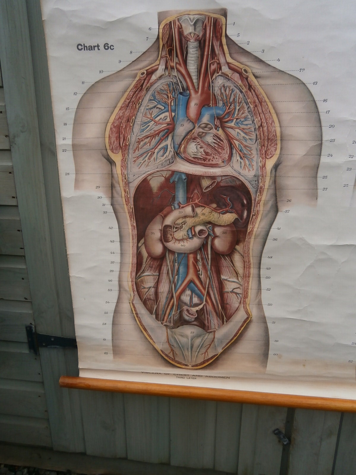 Adam, Rouilly & Co, Large American Frohse Anatomical Chart No6 - Chest and Abdomen,  1970s