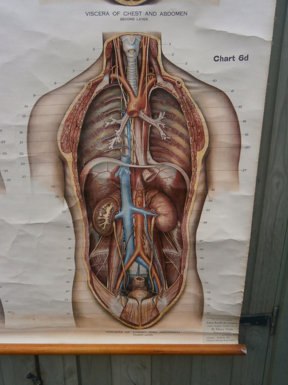 Adam, Rouilly & Co, Large American Frohse Anatomical Chart No6 - Chest and Abdomen,  1970s