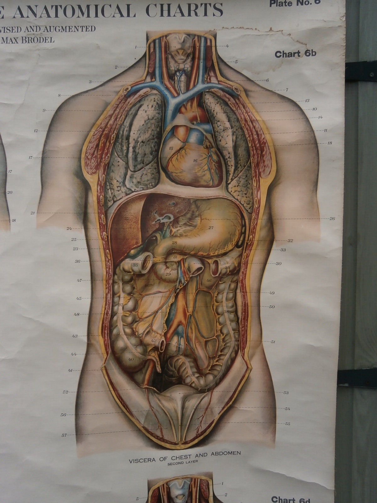 Adam, Rouilly & Co, Large American Frohse Anatomical Chart No6 - Chest and Abdomen,  1970s
