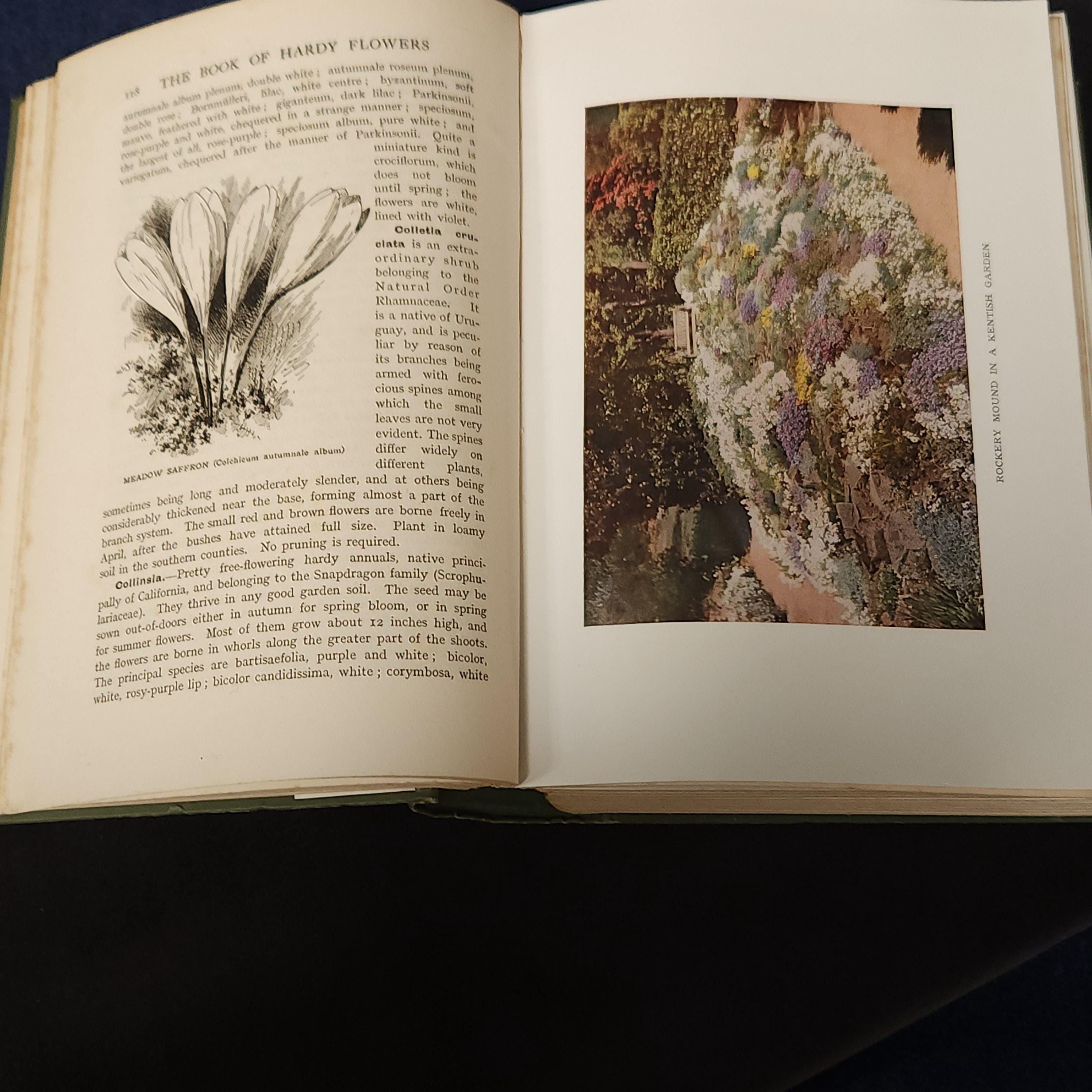 The Book of Hardy Flowers by H.H. Thomas