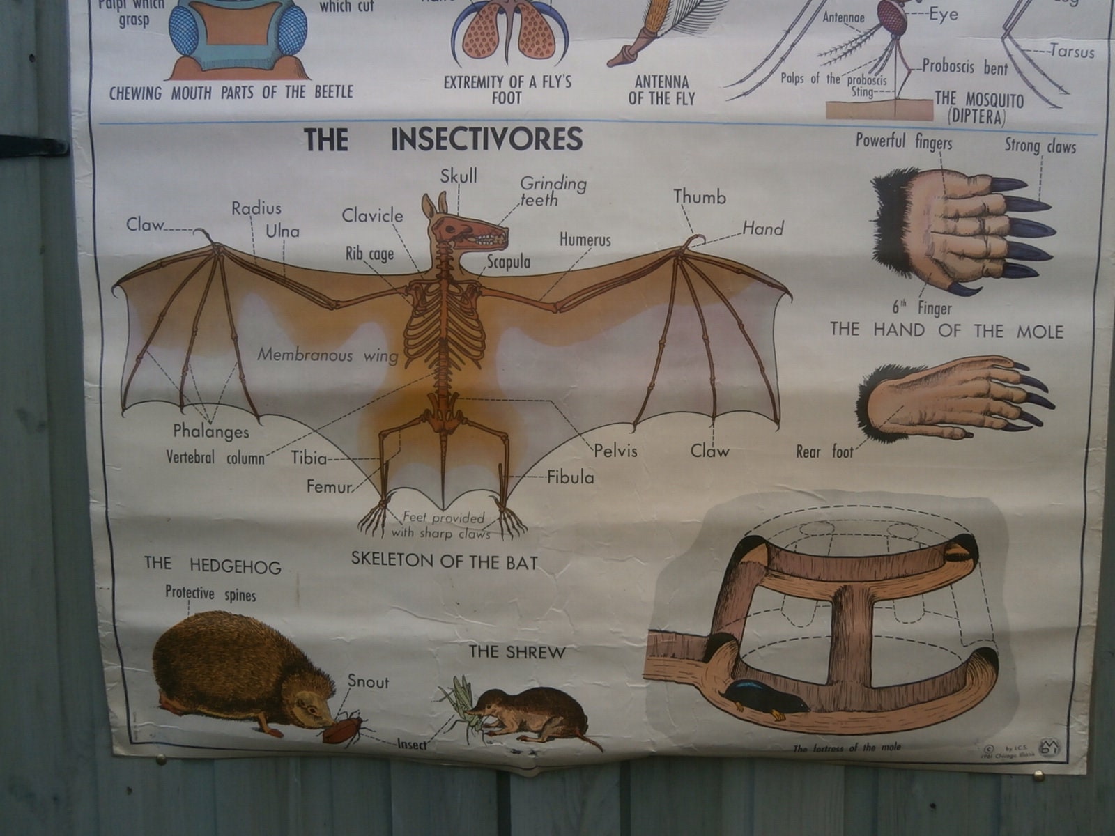 C1961 ICS Chicago, Biological Double Sided Chart Of Insects & Insectivores