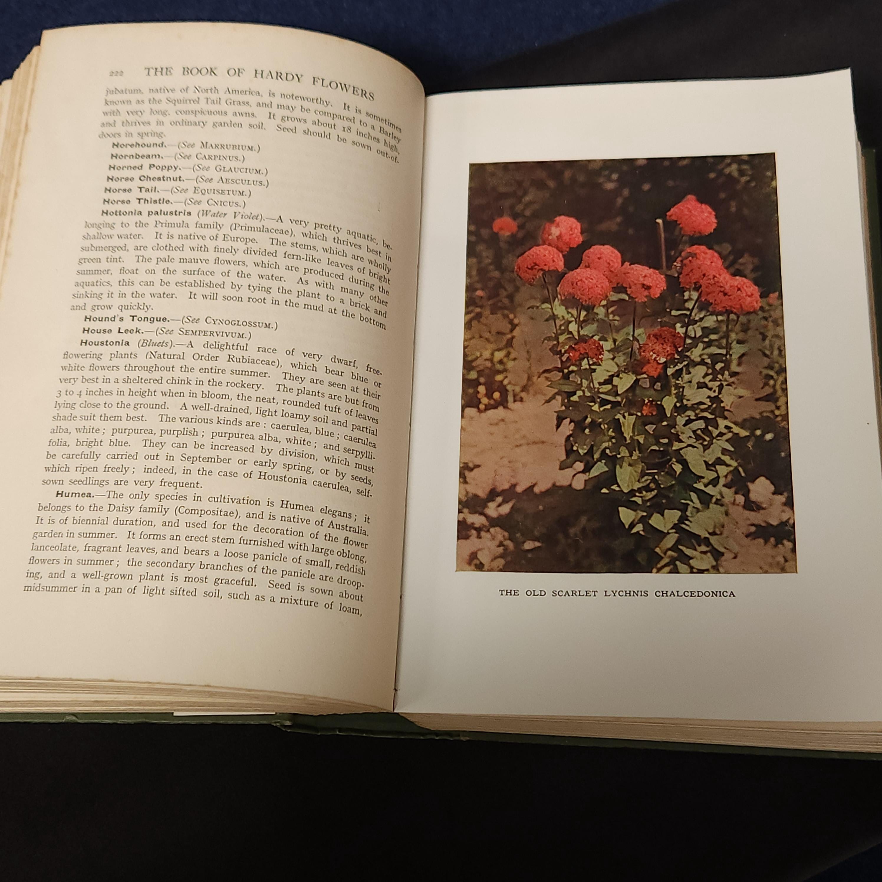 The Book of Hardy Flowers by H.H. Thomas