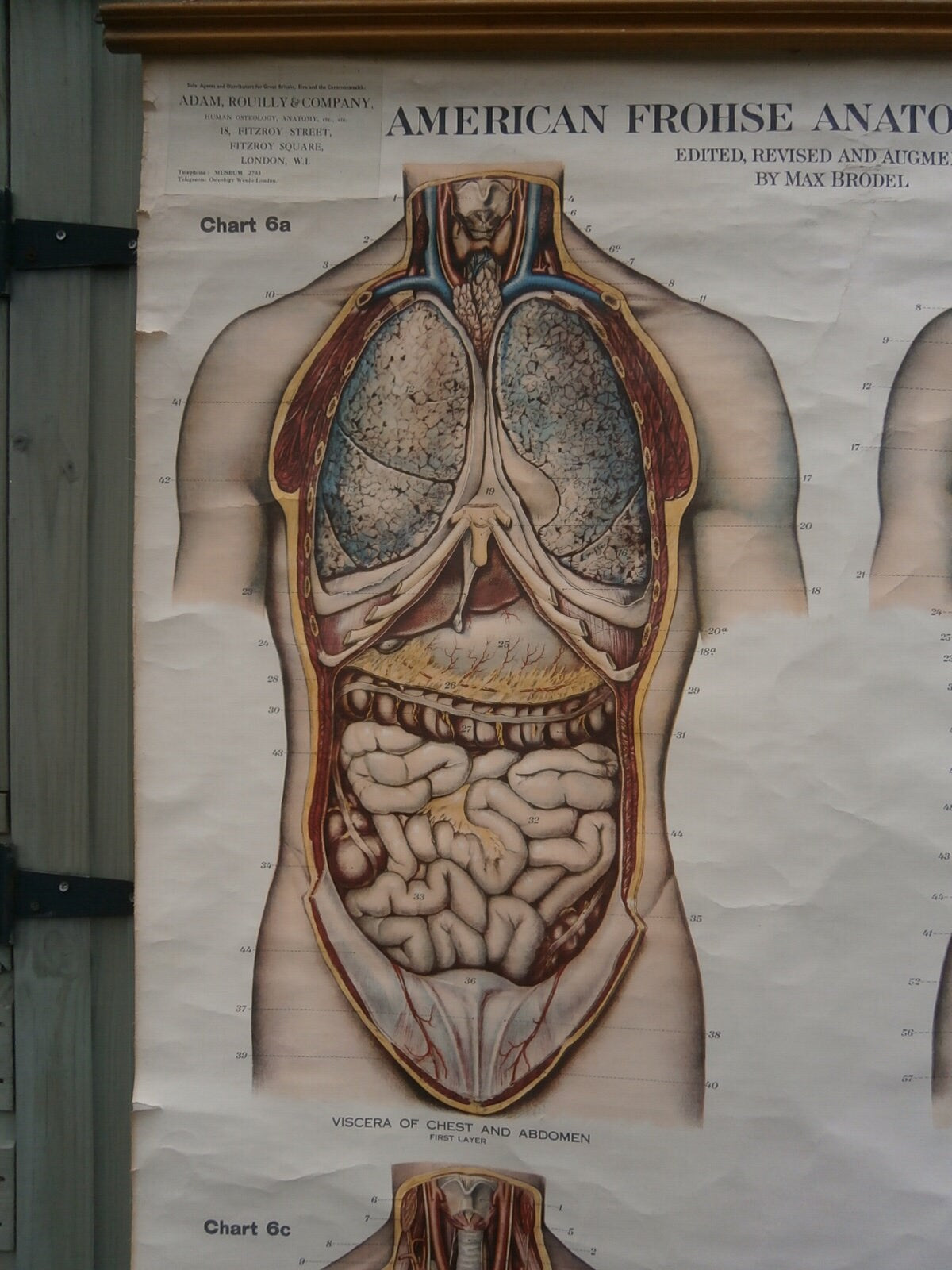 Adam, Rouilly & Co, Large American Frohse Anatomical Chart No6 - Chest and Abdomen,  1970s