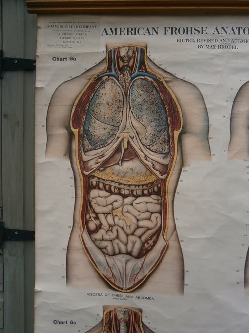Adam, Rouilly & Co, Large American Frohse Anatomical Chart No6 - Chest and Abdomen,  1970s