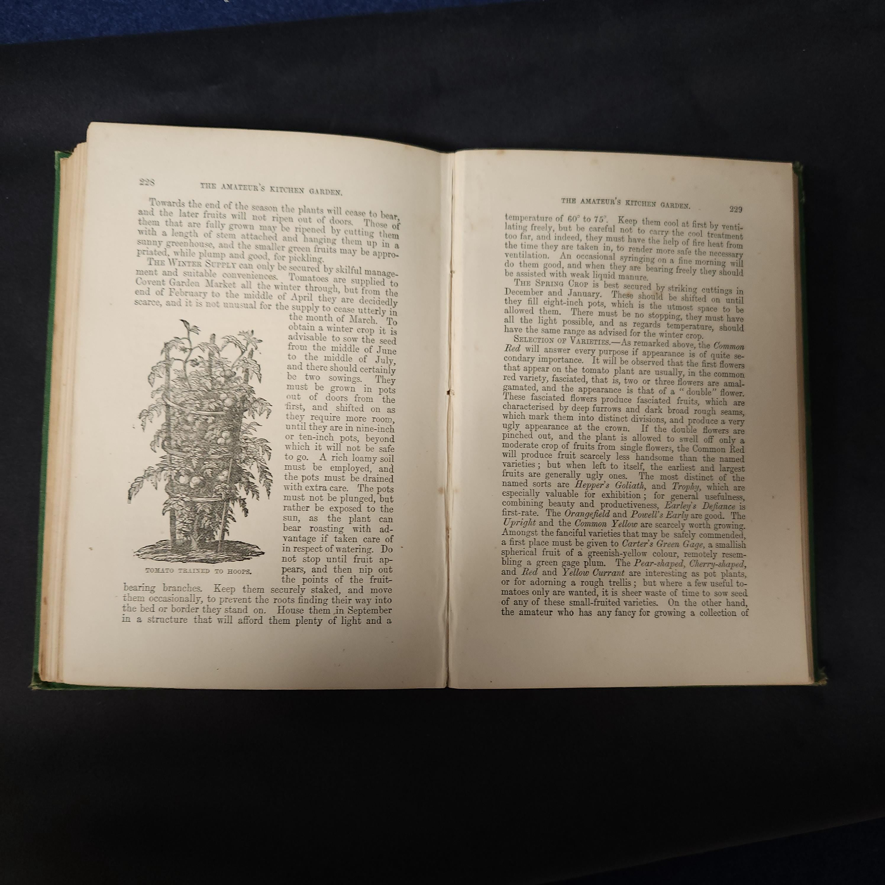 Amateurs Kitchen Garden by Shirley Hibberd