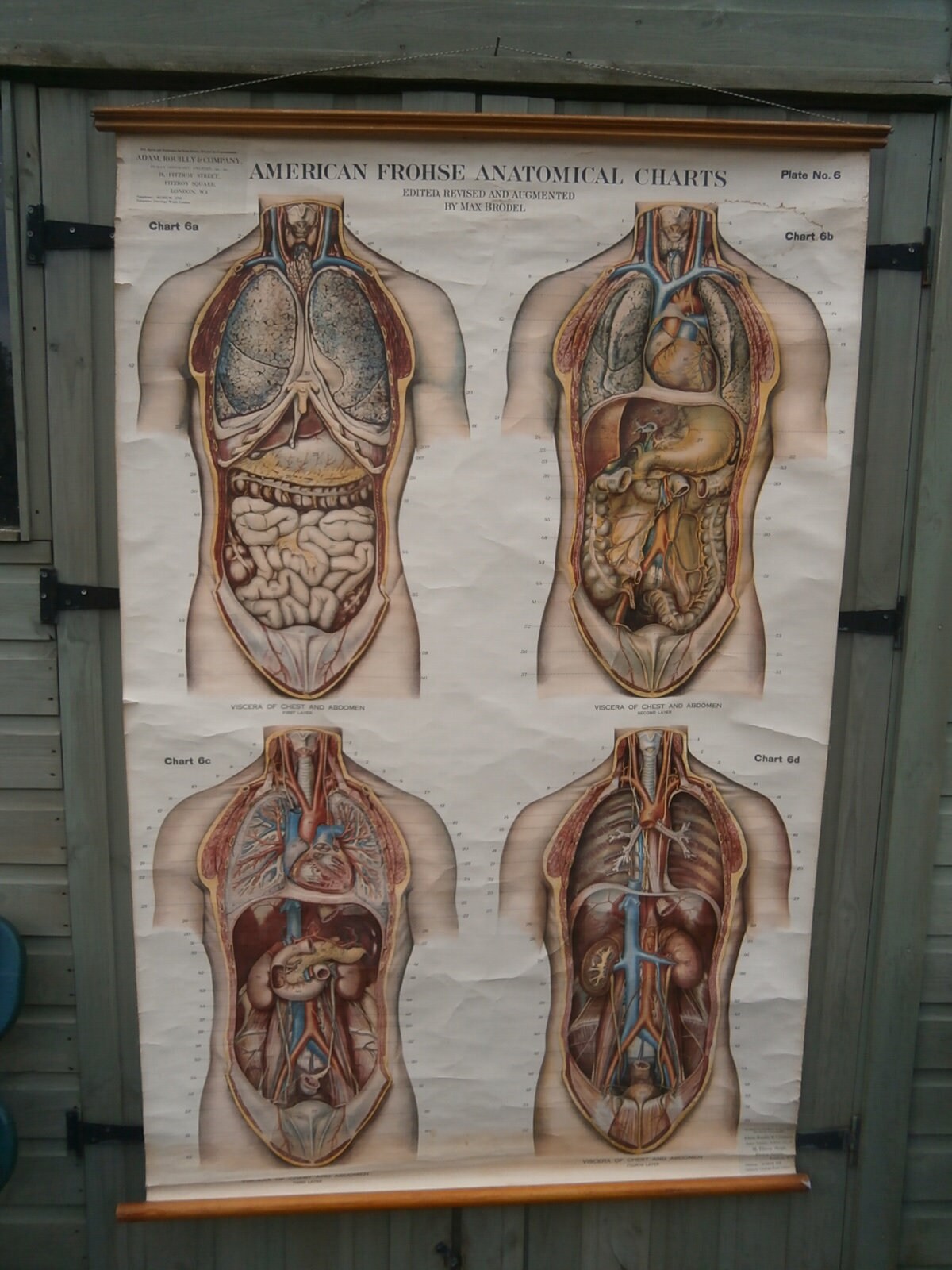 Adam, Rouilly & Co, Large American Frohse Anatomical Chart No6 - Chest and Abdomen,  1970s