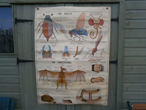 C1961 ICS Chicago, Biological Double Sided Chart Of Insects & Insectivores