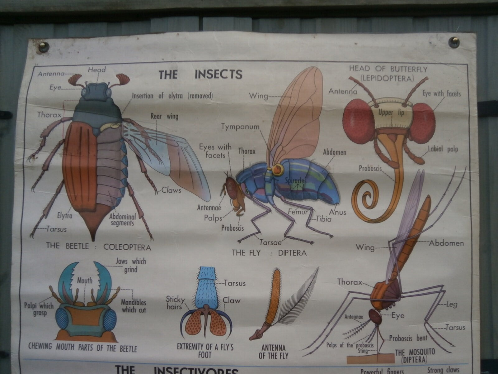 C1961 ICS Chicago, Biological Double Sided Chart Of Insects & Insectivores